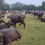 बाढ़ में मवेशियों पर सबसे ज्यादा मार, प्रशासन ने चारे और इलाज की व्यवस्था का दिया आश्वासन