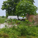 लगातार हो रही बरसात के चलते भर भराकर गिरी कच्ची दीवार