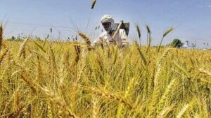 दो सप्ताह बाद फिर सक्रिय हुआ मानसून, किसानों के चेहरे पर लौटी मुस्कान !