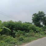 समस्तीपुर में फसल के ऊपर झूल रहा 11 हजार वोल्ट का तार, हादसे का खतरा; विभाग पर लापरवाही का आरोप