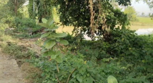 साहिबगंज के राजमहल में महिला से दरिंदगी की कोशिश का आरोप, मारपीट और धमकी का दावा