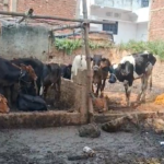 दशहरे से पहले खलासी मोहल्ले में बड़ी कार्रवाई, अवैध बूचड़खानों पर छापा